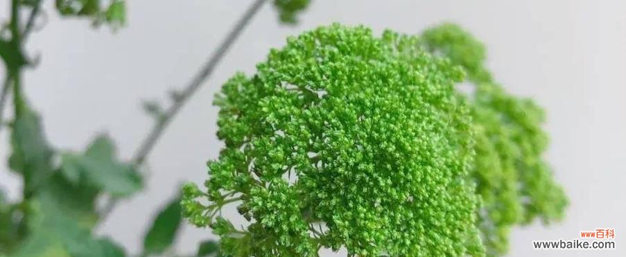 探究夕雾花的神秘意义 夕雾花语的含义