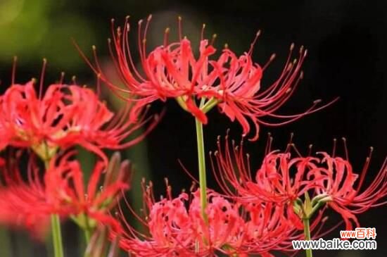 彼岸花的寓意:生死两隔,永不相见