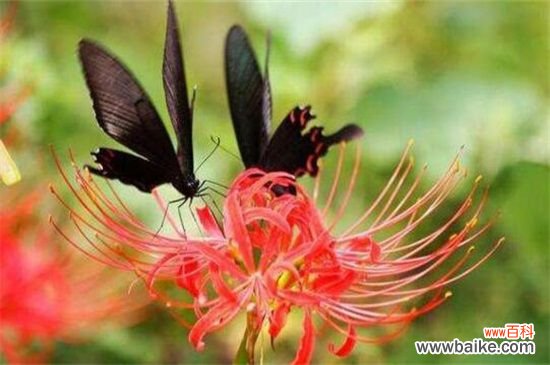 彼岸花的花语和象征:悲伤离别/不尽思念/绝望爱情