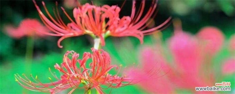 彼岸花的花语和象征:悲伤离别/不尽思念/绝望爱情