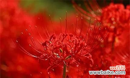 探寻彼岸花的神秘与美丽 彼岸花的花语及意义解读