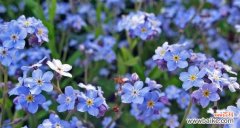 以补血草的花语为窗口 补血草花语