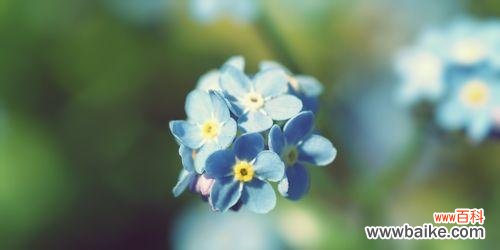 以补血草的花语为窗口 补血草花语