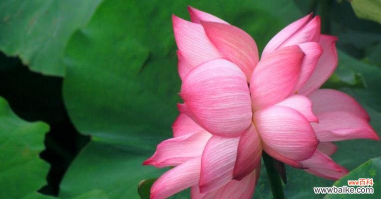 和谐 并蒂莲的花语之美——双倍的祝福