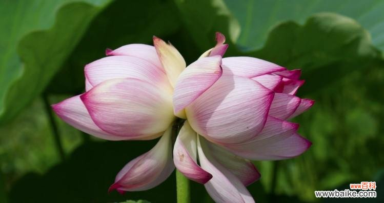 和谐 并蒂莲的花语之美——双倍的祝福