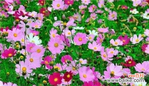 解读波斯菊花的象征意义及文化价值 以波斯菊的花语是什么