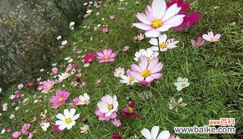 解读波斯菊花的象征意义及文化价值 以波斯菊的花语是什么