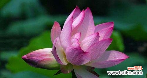 美丽与坚韧共舞 以并蒂莲的象征意义