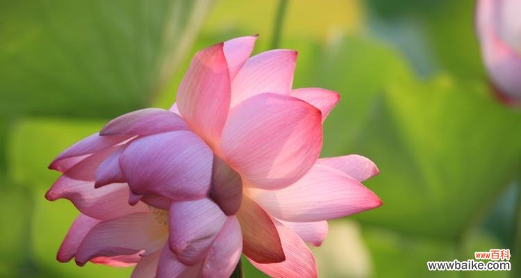 美丽与坚韧共舞 以并蒂莲的象征意义