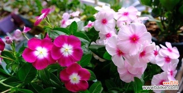 探寻长春花的深层含义 长春花的花语和寓意