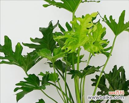 解读以春羽花语中的美丽祝福与情感表达 以春羽之花语及寓意,踏入花开世界