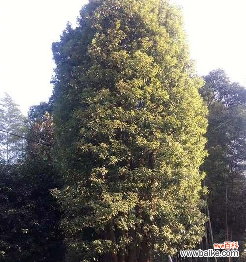 探寻大自然的奇迹 丛生香樟的意义与价值