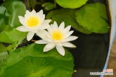 睡莲的病害防治