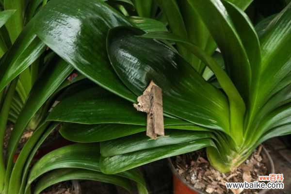 君子兰常见病害