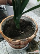 君子兰常见病害