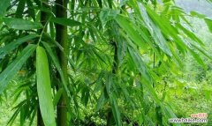 探寻翠竹的深意与美学魅力 翠竹的象征意义与启示