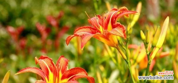 探秘大花萱草的花语及其寓意 大花萱草的花语