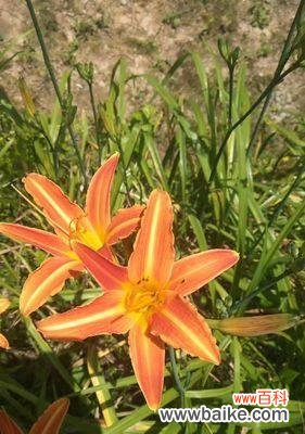 探秘大花萱草的花语及其寓意 大花萱草的花语