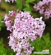 探寻丁香花的神秘语言 丁香花的花语与意义