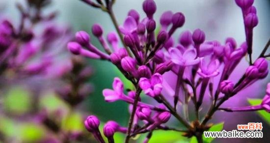 探寻丁香花的神秘语言 丁香花的花语与意义