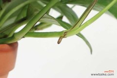 绿萝叶子全黄了？找准原因，一次见效