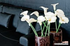 马蹄莲植株疲软是怎么回事