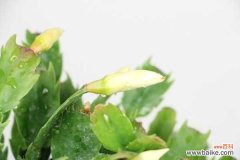 蟹爪兰常见病害防治！