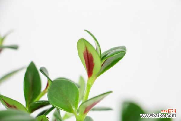 金鱼吊兰叶子发黄怎么办