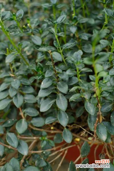 金鱼吊兰叶子发黄怎么办