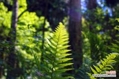 蕨类植物黄叶、烂根怎么办