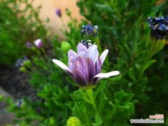 怎样防治菊花的常见病