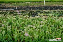 八宝景天煤烟病怎么办