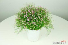 满天星叶子发黄怎么办