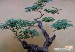 黄荆树的风水作用与黄荆盆景的寓意是什么？如何在家居中正确摆放以增强风水效果？