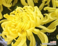 黄菊花的象征意义是什么？它在不同文化中代表了什么？