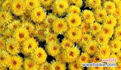 黄菊花的花语是什么？黄菊花代表的含义有哪些？