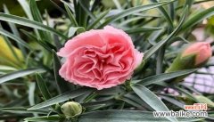 黄康乃馨的花语是什么？购买时需要注意哪些事项？