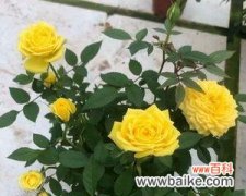 黄玫瑰代表什么？在风水中有什么特殊意义？