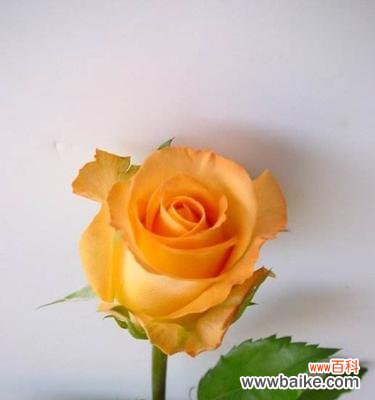 黄玫瑰花代表什么意思？黄玫瑰的花语有哪些含义？