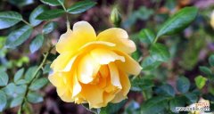 黄玫瑰花代表什么意思？黄玫瑰的花语有哪些含义？