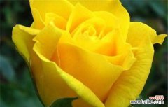 黄玫瑰花语是什么？代表什么意义？