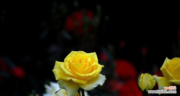 黄玫瑰花语是什么?代表什么意义?