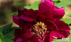 黄牡丹花代表什么意思？黄牡丹花语有哪些含义？