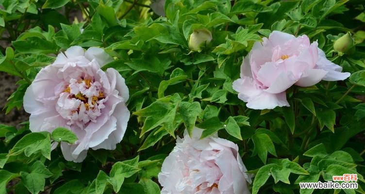 黄牡丹花代表什么意思？黄牡丹花语有哪些含义？