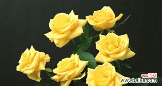 黄色月季花代表什么意思?花语解读及送花建议是什么?