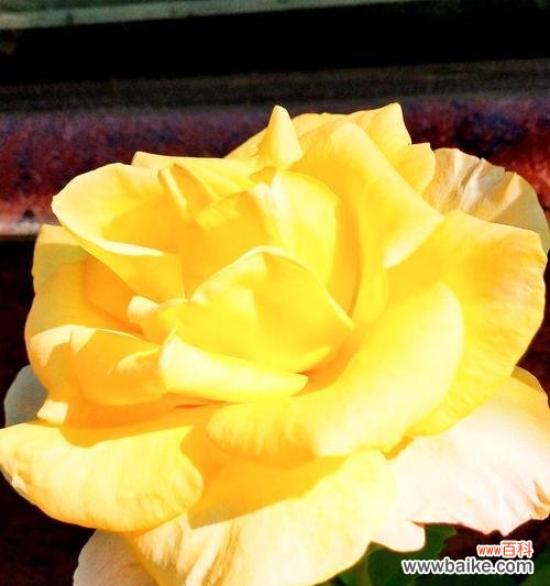 黄色月季花代表什么意思?花语解读及送花建议是什么?