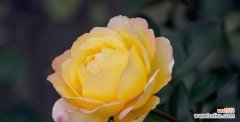 黄色月季花代表什么意思？花语解读及送花建议是什么？