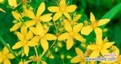 黄色花代表什么意思？花语背后的文化含义是什么？