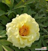 黄色牡丹花象征什么？它的寓意有哪些？