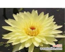 黄色睡莲代表什么？它的花语有哪些含义？